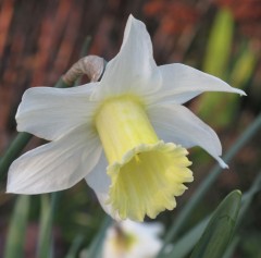 Narcissus (Daffodil) - Dwarf, 'Spring Dawn'.  Loose Per 10 Bulbs.